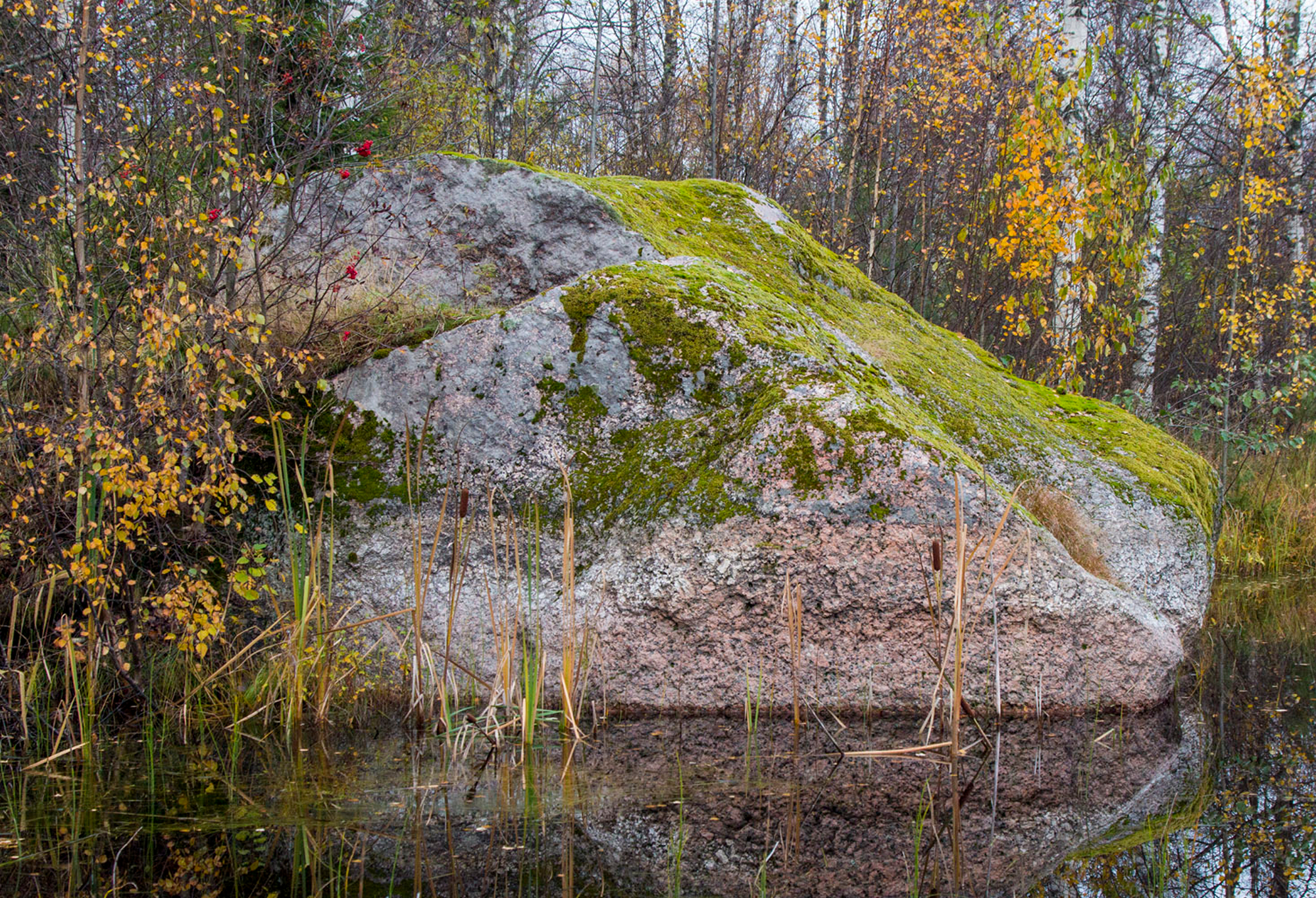 Валун в Халила (Сосновый Бор), фото: Г.Н.Попов, 2017.