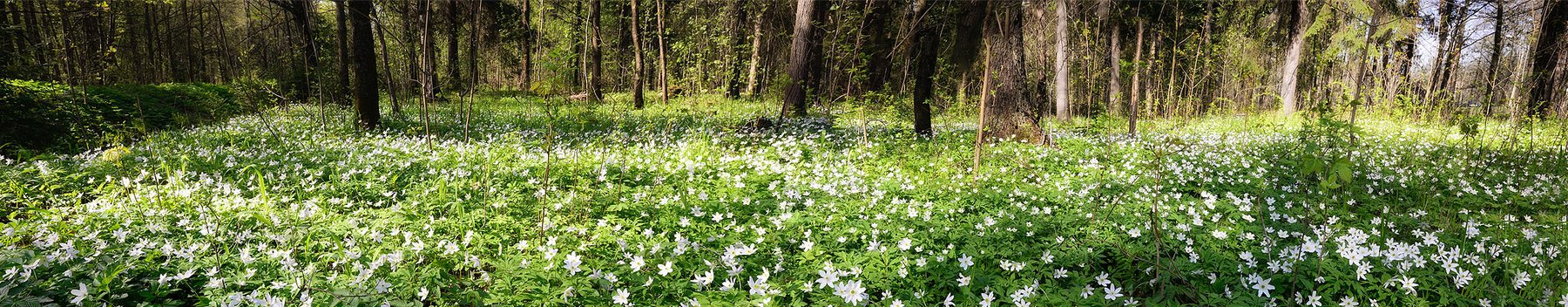 Северное побережье Невской губы